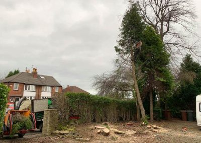 Cheap tree surgeon services in Leeds