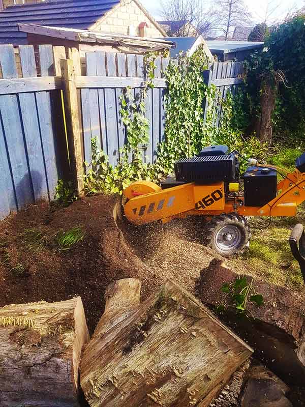 stump grinding and removal in Leeds